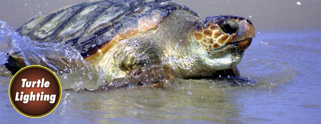 Turtle-safe LED amber outdoor lighting